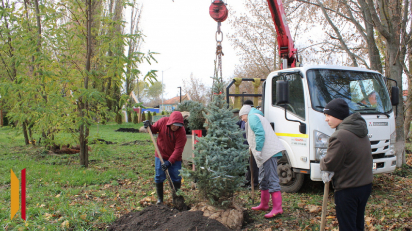 В парке бобровского села Коршево высадили хвойные деревья