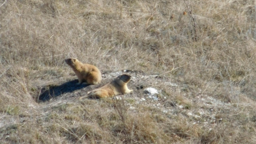 В Воронежской области проснулись байбаки