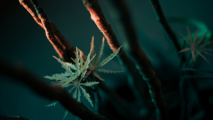 В Воронежской области ужесточат наказание за рекламу наркотиков