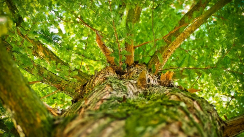 В Аннинском районе турбаза попала под суд за упавший на машину дуб