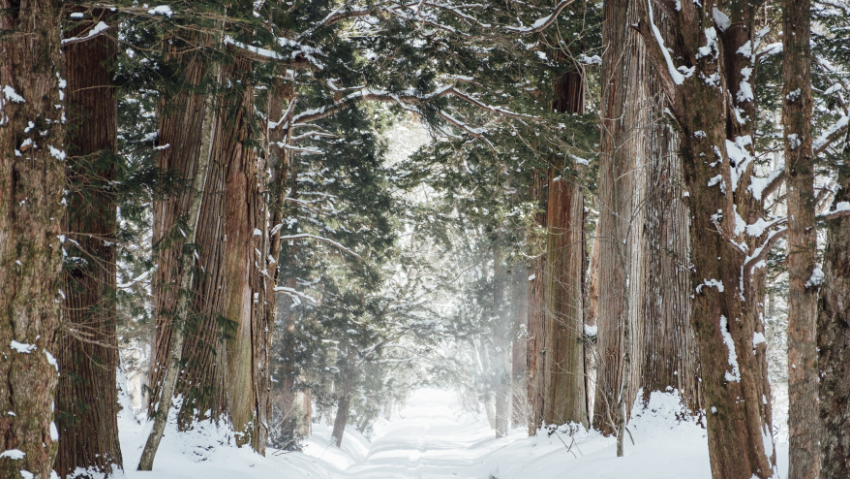 Гидрометцентр пообещал воронежцам комфортную погоду в новогоднюю ночь