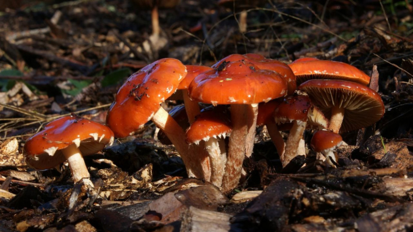 В лесах Воронежской области начался грибной бум