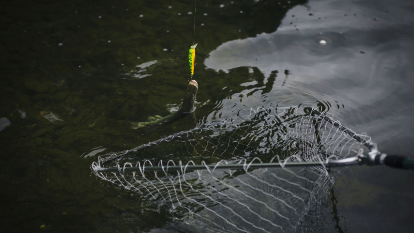 В Аннинском районе рыбаков оштрафовали за ловлю карпов в чужом пруду