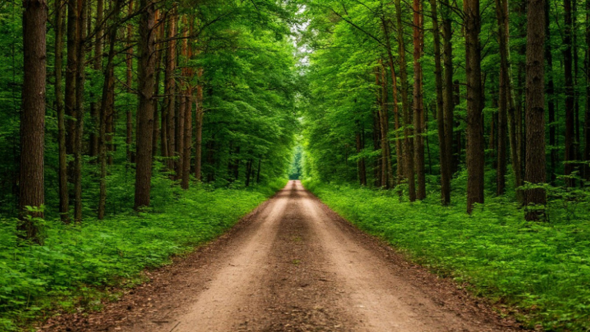 Жителей Воронежской области предупредили о появлении дорог в водоохранных зонах