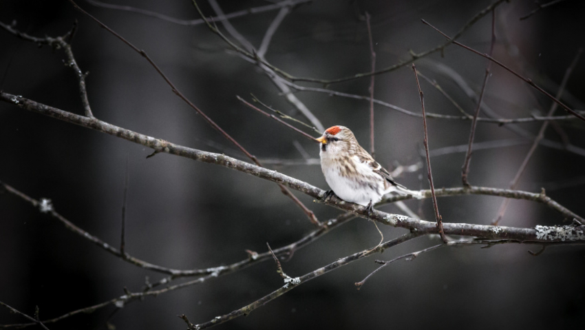 Воронежские синоптики объяснили, чем вызваны аномальные температурные качели этой зимой