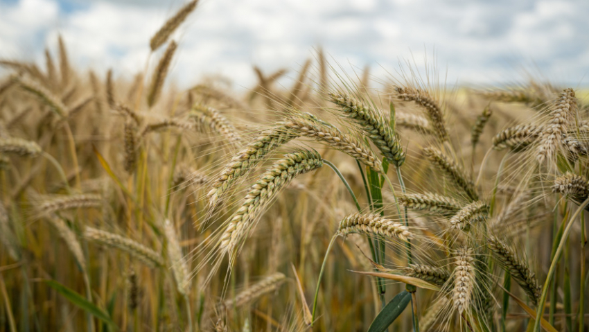 Аграрии Воронежской области собрали 2 млн тонн зерна