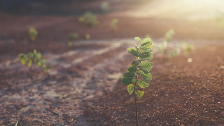 Воронежская область в седьмой раз присоединится к акции «Сад памяти»