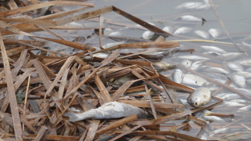Поверхность пруда в Панинском районе покрылась мертвыми карасями