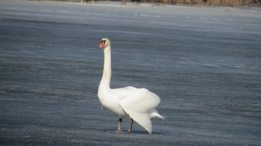 На озеро в Хопёрском заповеднике прилетели лебеди