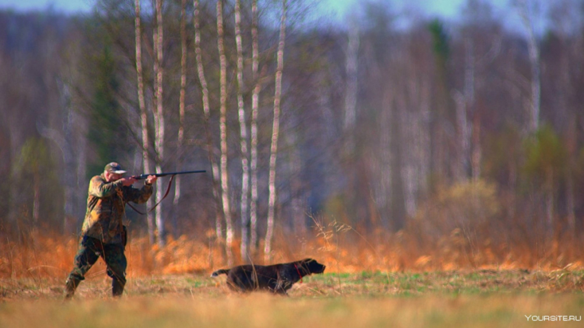 В Воронежской области закончили приём заявок на добычу зайцев и лисиц