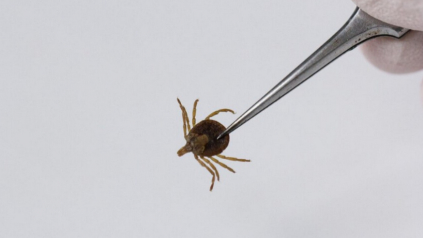 В Воронежской области от укусов клещей пострадали 515 человек