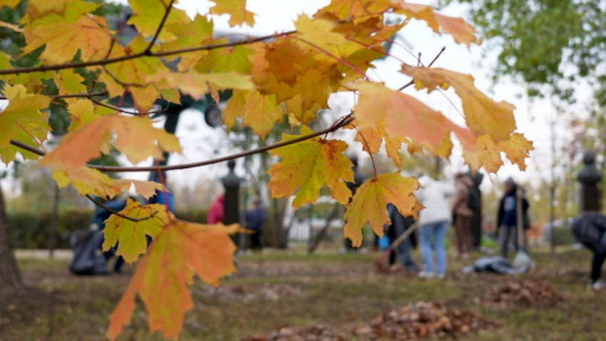 В субботнике в Воронежской области приняли участие  более 100 тыс человек