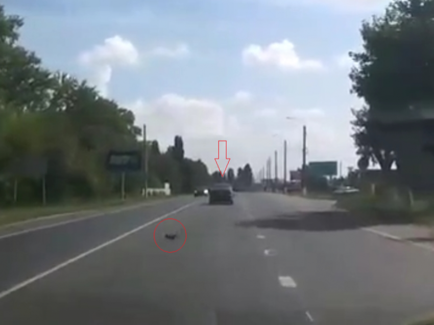 Котенок выпал из движущегося автомобиля на оживленной дороге в Анне