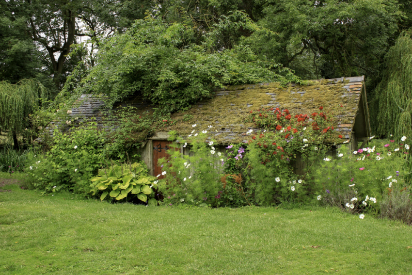 Дачники Воронежской области могут лишиться участков из-за борщевика и клёнов