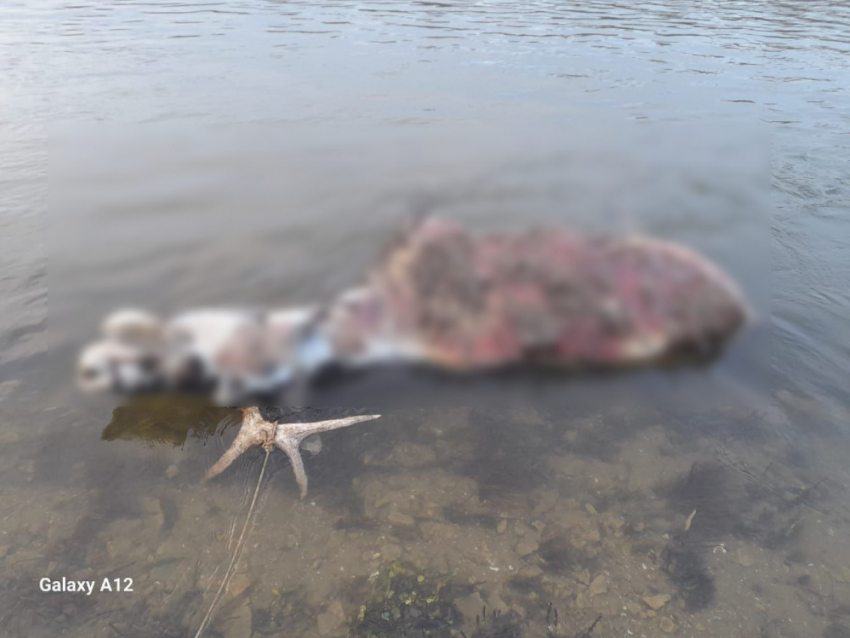 В Воронежской области загадочно появилась и исчезла туша лося