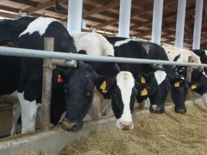 Эти коровки много дают молока: в Аннинский район завезли очередную партию «голштинов»