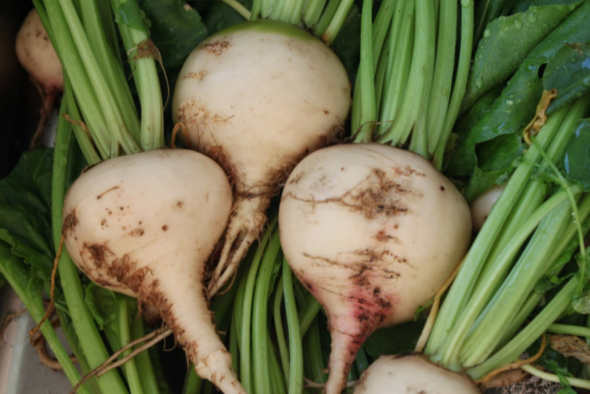 В Воронежской области начался сезон переработки сахарной свёклы