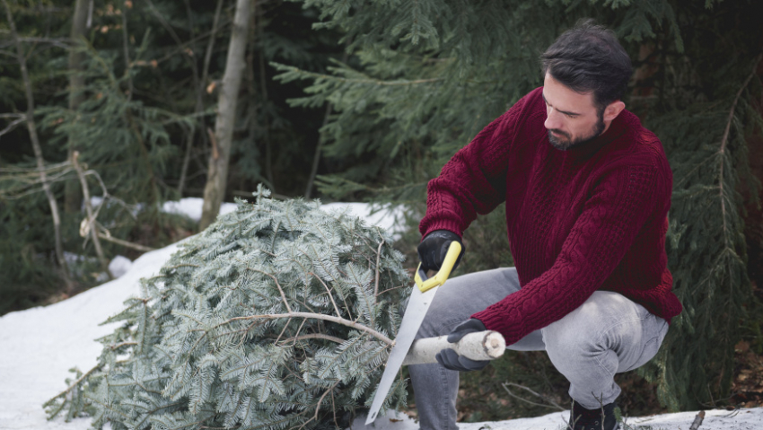 Жителям Воронежской области рассказали, как утилизировать ёлки после новогодних праздников