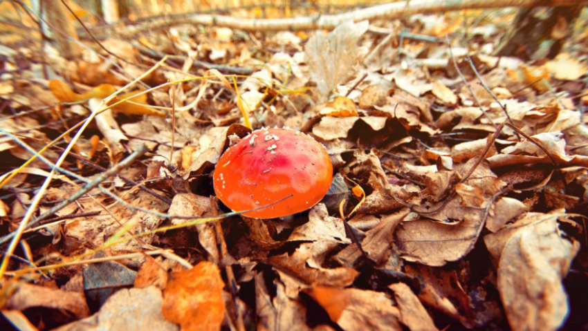 В лесах Воронежской области фиксируют грибной бум