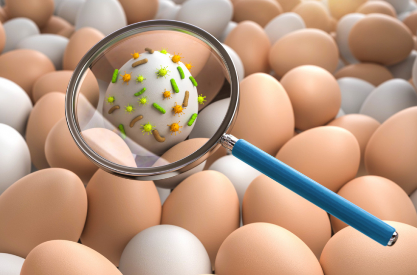 В Воронежской области в 2023 году зафиксировали более 500 случаев сальмонеллеза