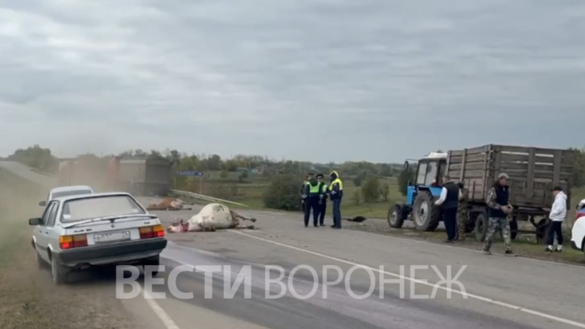 В Таловском районе 44-летний мужчина на грузовике сбил стадо коров