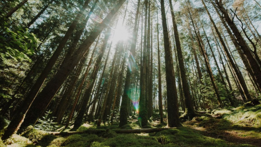 В 2025 году в Воронежской области обнаружили 306 карантинных объектов