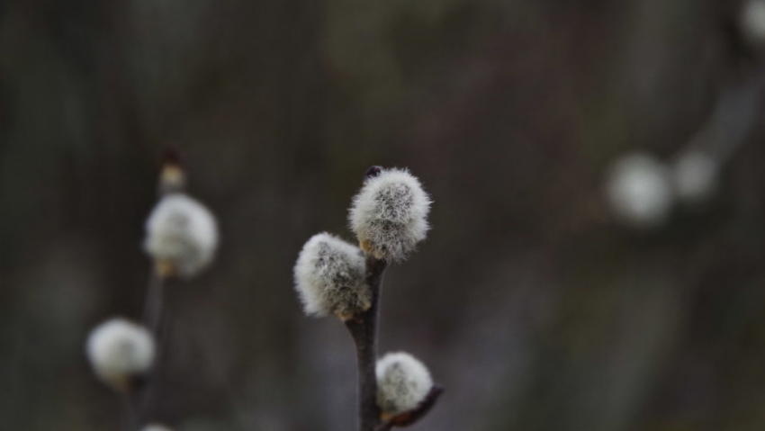В Воронежскую область нагрянет похолодание