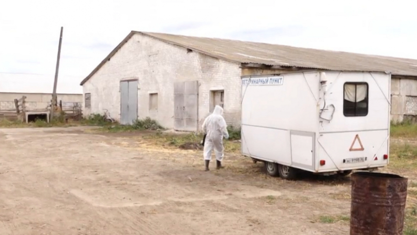 Сибирскую язву подозревают ещё у одного жителя Богучарского района