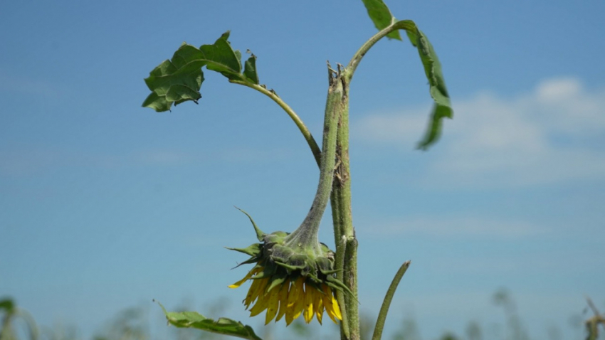В Воронежской области град нанёс аграриям ущерб в 400 млн рублей