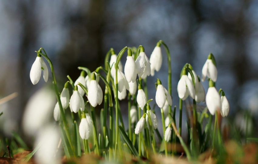 Синоптики сообщили о наступлении в Воронежской области метеорологической весны