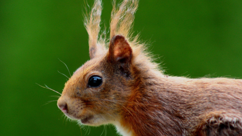 Жителям Воронежской области рассказали, как помочь белкам зимой