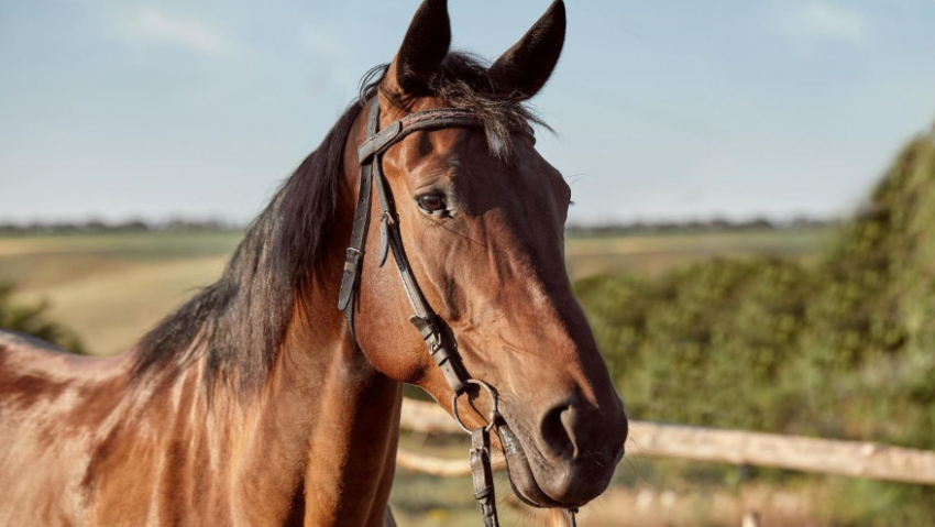 В Бобровском районе сотруднице конного завода выплатят компенсацию за травму