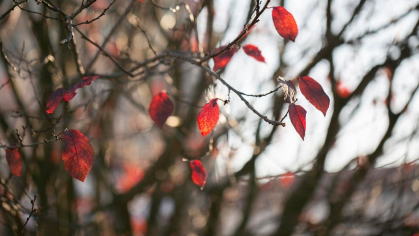 В Воронежской области энергетики перешли на усиленный режим работы из-за сильного ветра