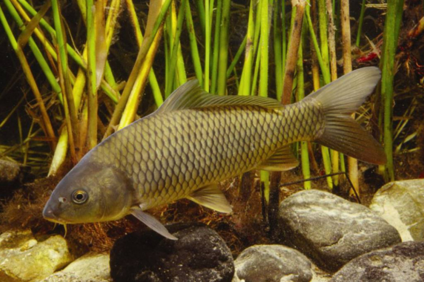 В реки Воронежской области выпустят миллион мальков сазана