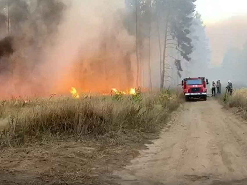 Взрывной рост пожарной опасности зафиксировали в Воронежской области