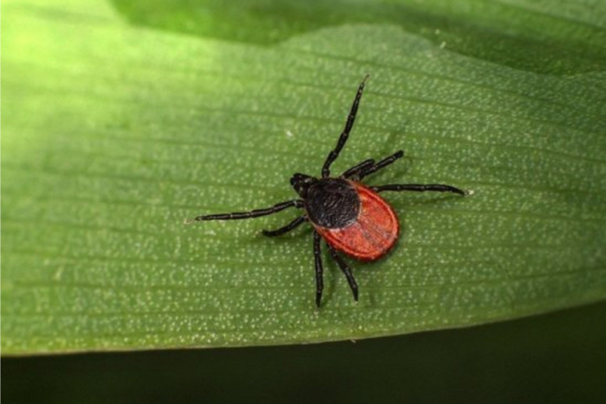 В Воронежской области от клещей пострадали более 1,7 тыс. человек