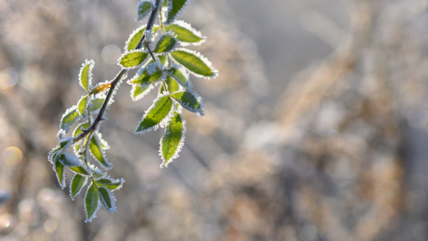 Синоптики рассказали, почему пошёл снег в Воронежской области